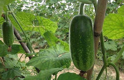 吃瓜直播间免费吃瓜怎么弄,轻松解锁免费吃瓜直播间的秘密技巧  第3张