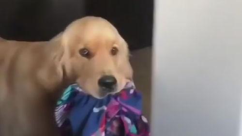 小狗眨眨眼爆料视频下载,揭秘萌宠眨眼瞬间下载热潮  第2张