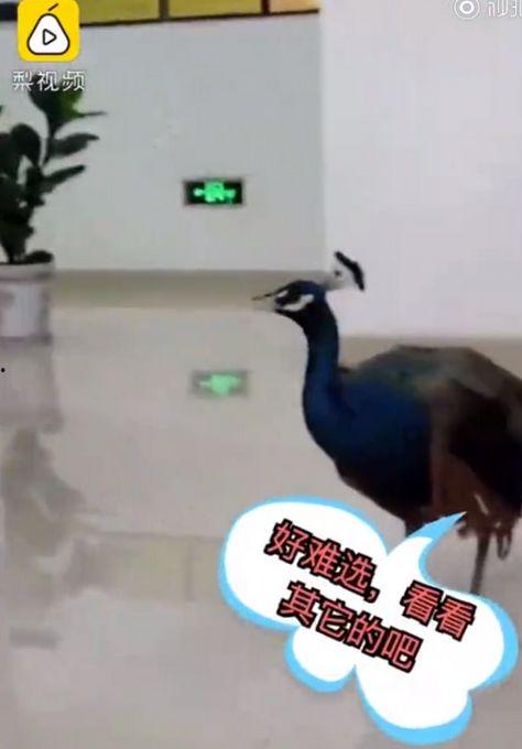 孔雀视频在线观看  第3张